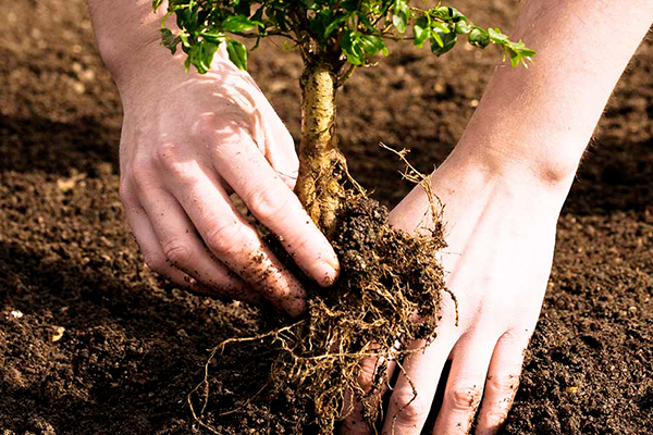 Tree Transplanting